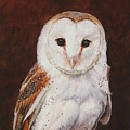 Barn Owl Friend